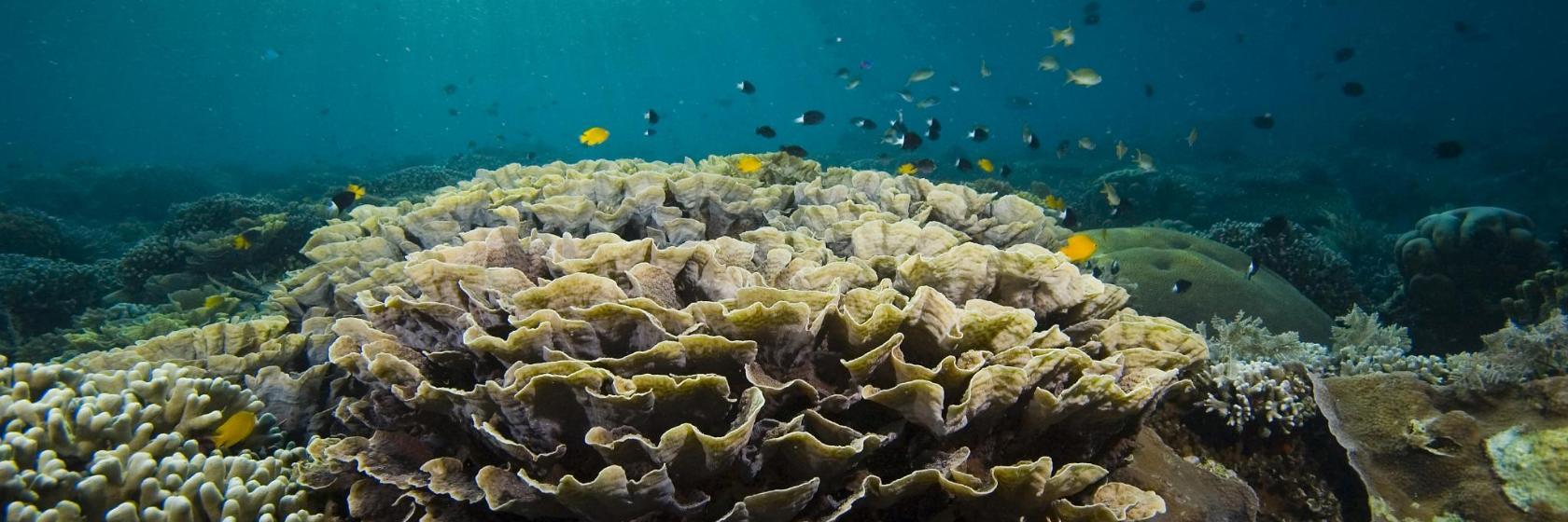 John Pennekamp Coral Reef State Park